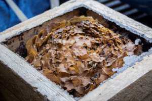 Opened Bee hive