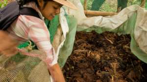 Checking Vermicompost condition