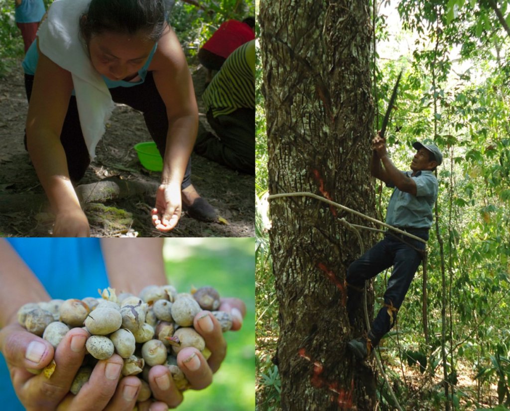Sustainably facing coffee rust threat in Mexico.