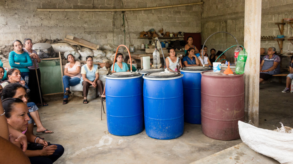 Sustainably facing coffee rust threat in Mexico.