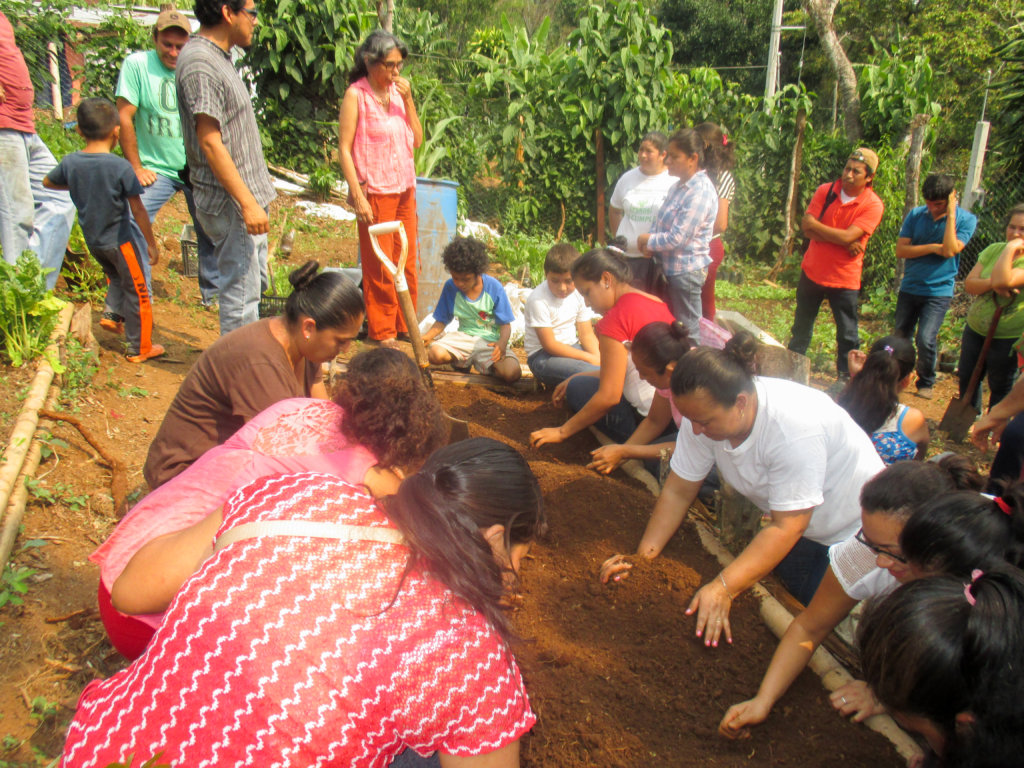 Sustainably facing coffee rust threat in Mexico.