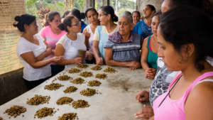 Testing new coffee varieties