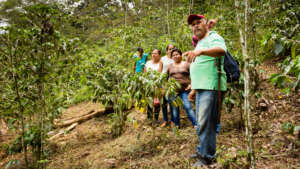 Sustainably facing coffee rust threat in Mexico.