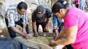Zaranda drying technique
