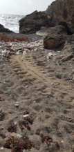 Turtle tracks