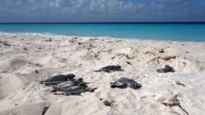 Green turtle hatchlings going to the sea