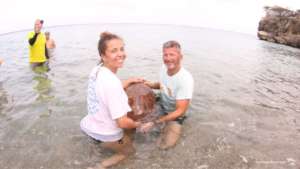 Release of a recued turtle