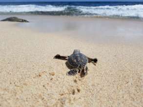 hatching finding it's way to the ocean