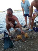 loggerhead