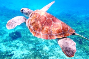 Boss one of our resident turtles
