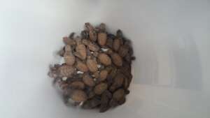 hatchlings
