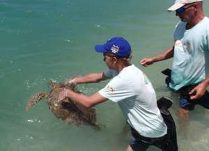 Ard and Arjan releasing a turtle
