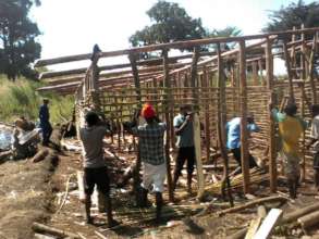 Showers going up: elephant grass reeds&eucalyptus