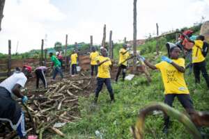 Banana stems moving to the compost pit at speed