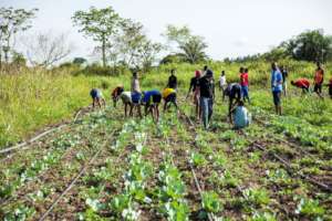 Students volunteering on the farm