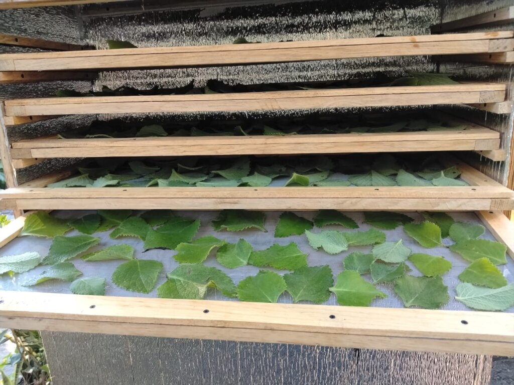 Mexican Mint / Cuban Oregano