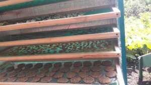 Dehydrator Trays