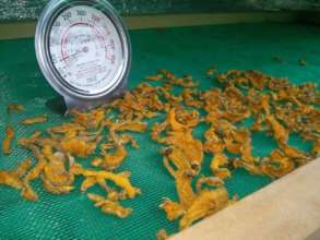Drying tumeric in the dehydrator
