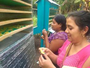 Cooperativa K'ux'ya organic production