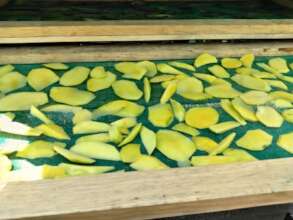 Mango Slices on the Drying Rack