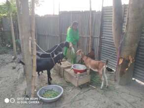 Family  members nursing the goat farming