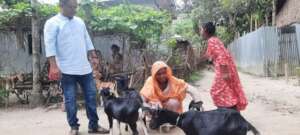 Home based Goat farming