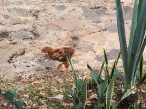 Chickens Visit Classrooms Occasionally!