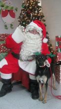 Networking at Christmas witth Santa at VCA Hospita