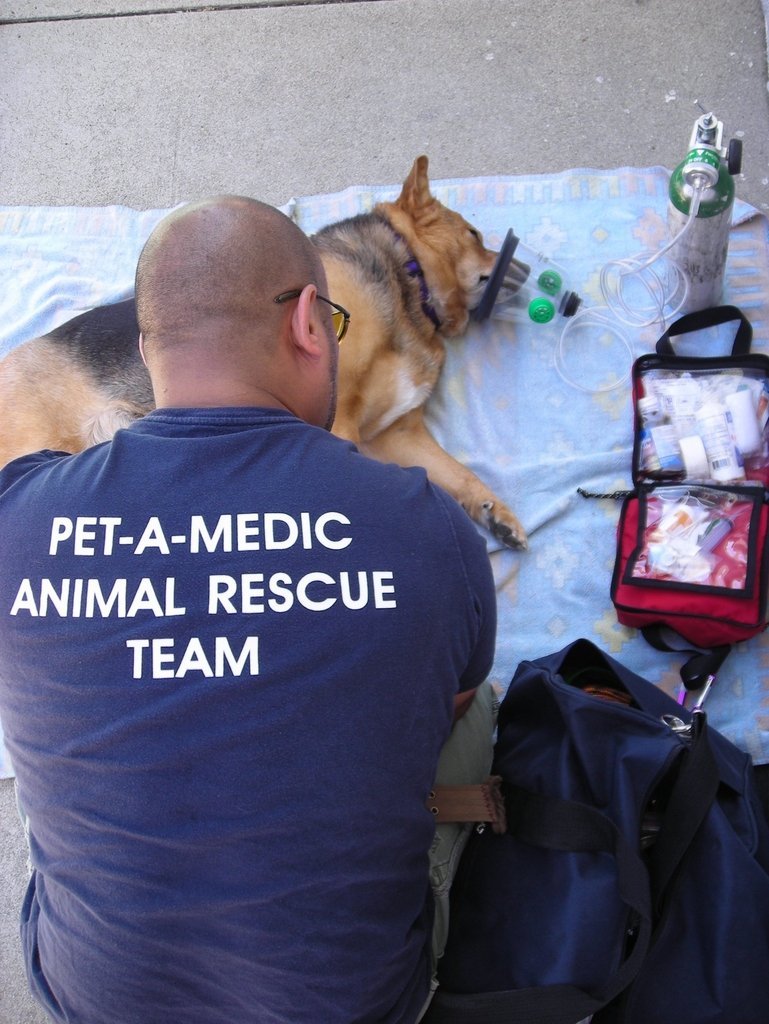 Emergency transport for pets in LA County