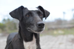 Canine patient on San Cristobal.