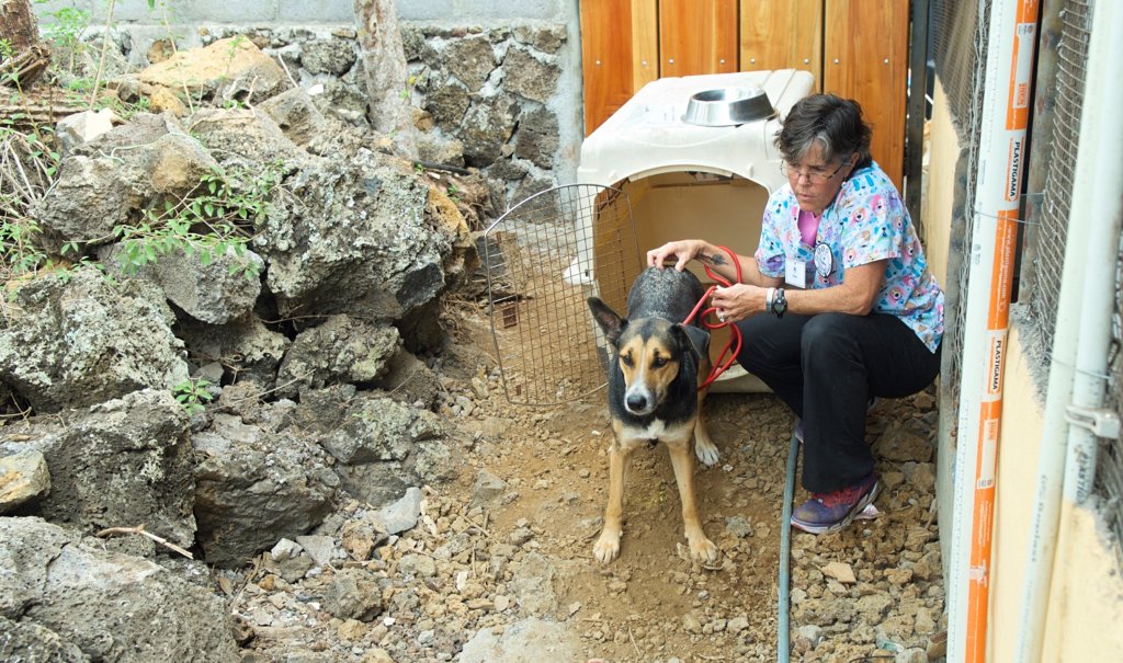 Vaccinate Dogs on the Galapagos Islands, Ecuador