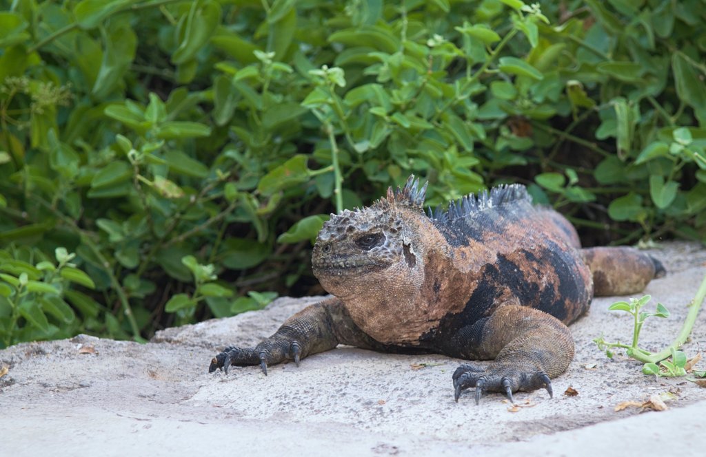 Vaccinate Dogs on the Galapagos Islands, Ecuador