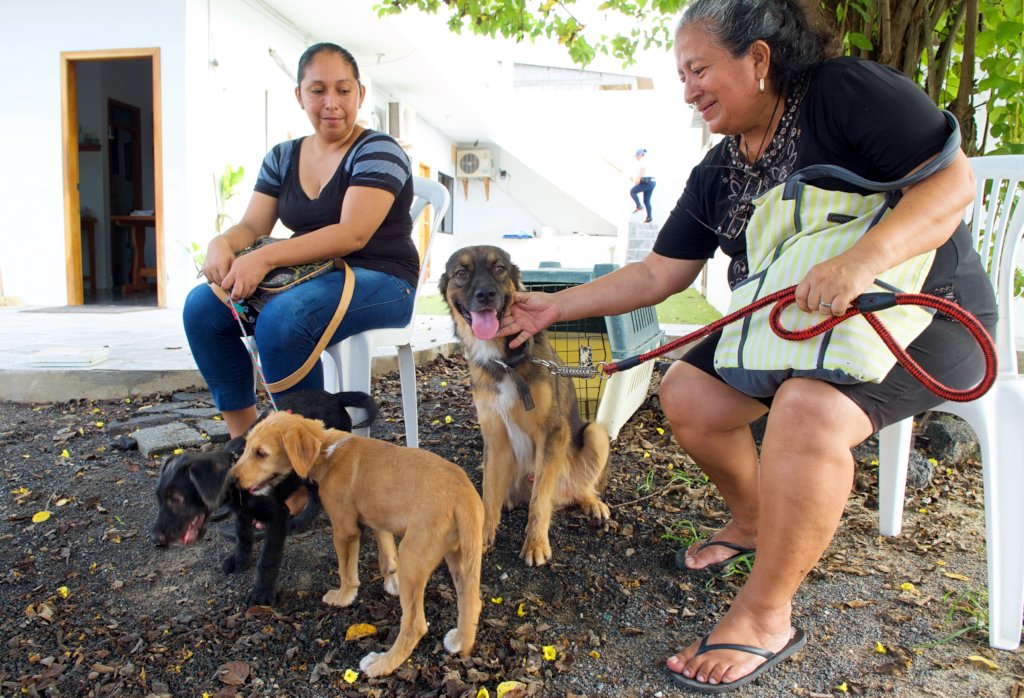 Vaccinate Dogs on the Galapagos Islands, Ecuador