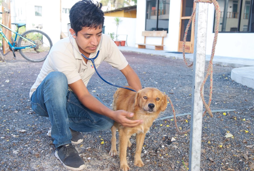 Vaccinate Dogs on the Galapagos Islands, Ecuador