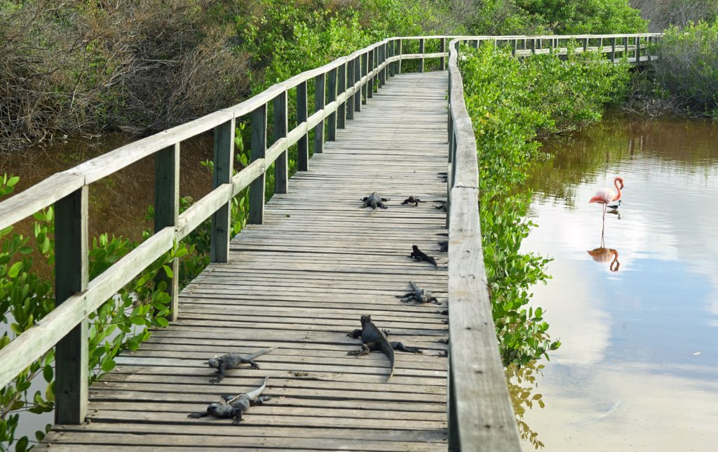 Vaccinate Dogs on the Galapagos Islands, Ecuador