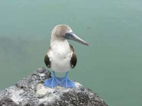 Blue Footed Booby