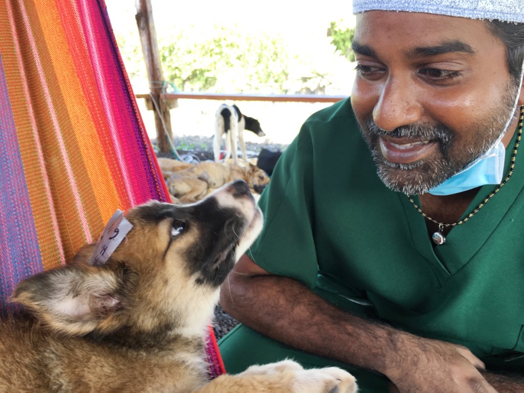Vaccinate Dogs on the Galapagos Islands, Ecuador