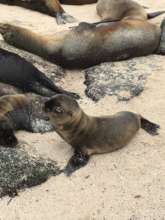 Our work helps protect these guys!