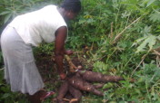 Adaklu Women's Quality Cassava Flour Processing