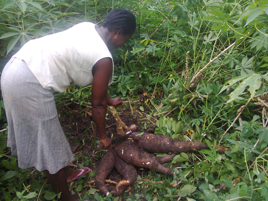 Adaklu Women's Quality Cassava Flour Processing