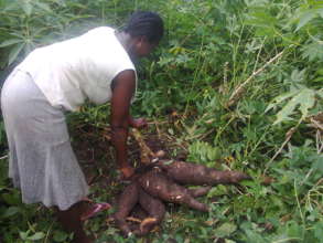 Adaklu Women's Quality Cassava Flour Processing