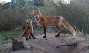 Guardian Fox Living on our Farm