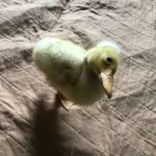 I can balance!