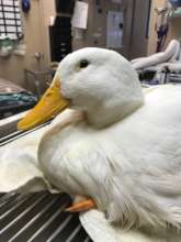 On the treatment table