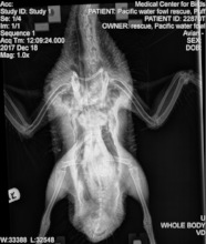 One of Puff's x-rays