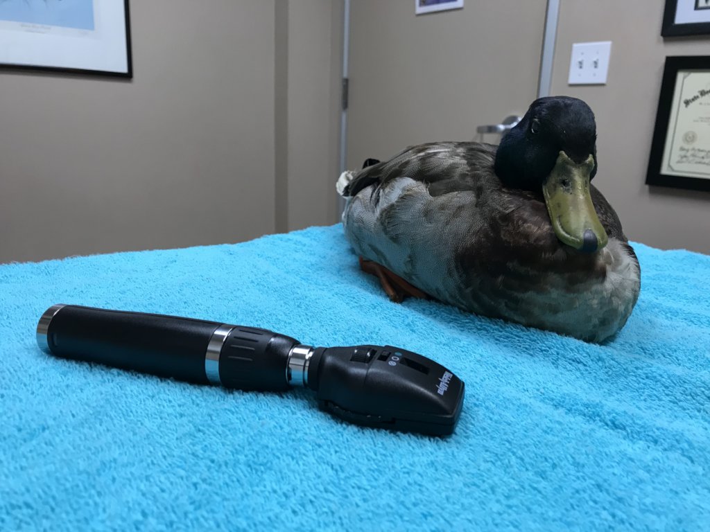 Otter at the veterinary hospital