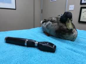 Otter at the veterinary hospital
