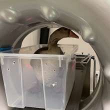 Missy in the CT machine