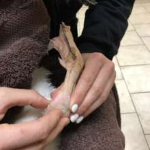 Dr. Murphy examining Goo's leg