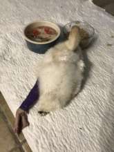 Goo's foot is swelling fast after treatment